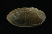 藏品(石蚌)的圖片